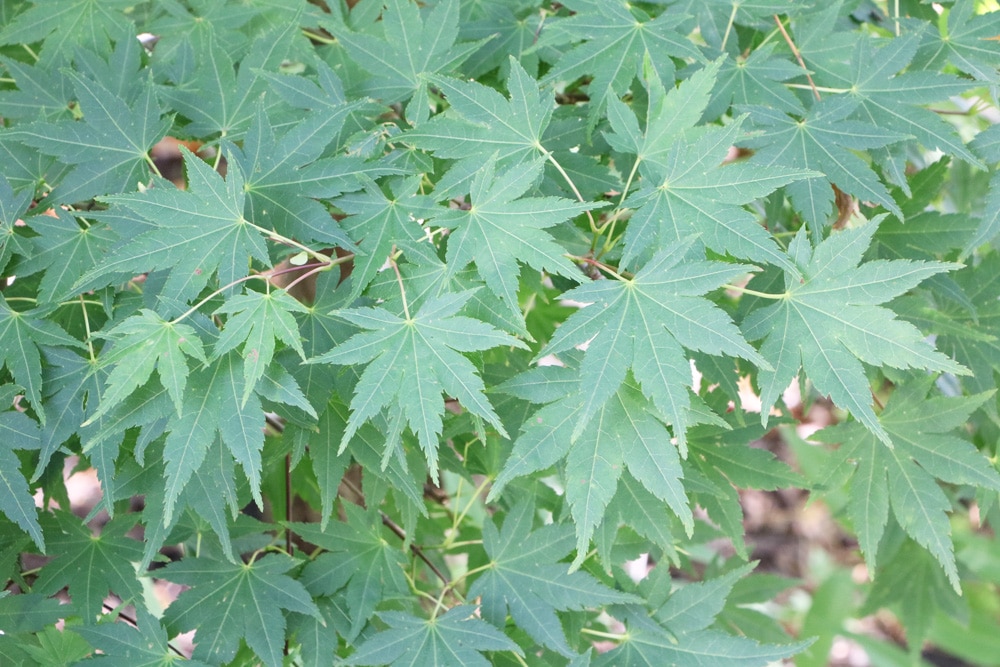 Fächer-Ahorn - Acer palmatum