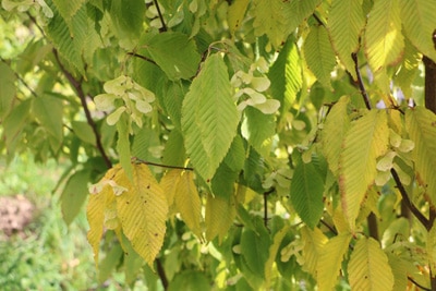 Hainbuchblättriger Ahorn - Acer carpinifolium 