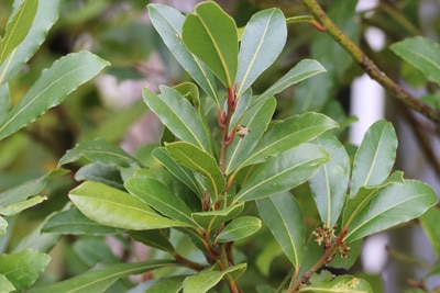 Lorbeerbaum - Echter Lorbeer - Laurus nobilis