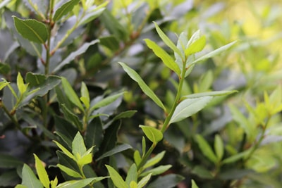 Lorbeerbaum - Echter Lorbeer - Laurus nobilis