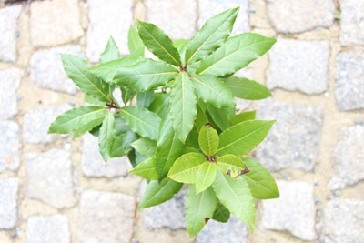 Lorbeerbaum - Echter Lorbeer - Laurus nobilis