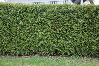 Thuja occidentalis 'Brabant' als Hecke