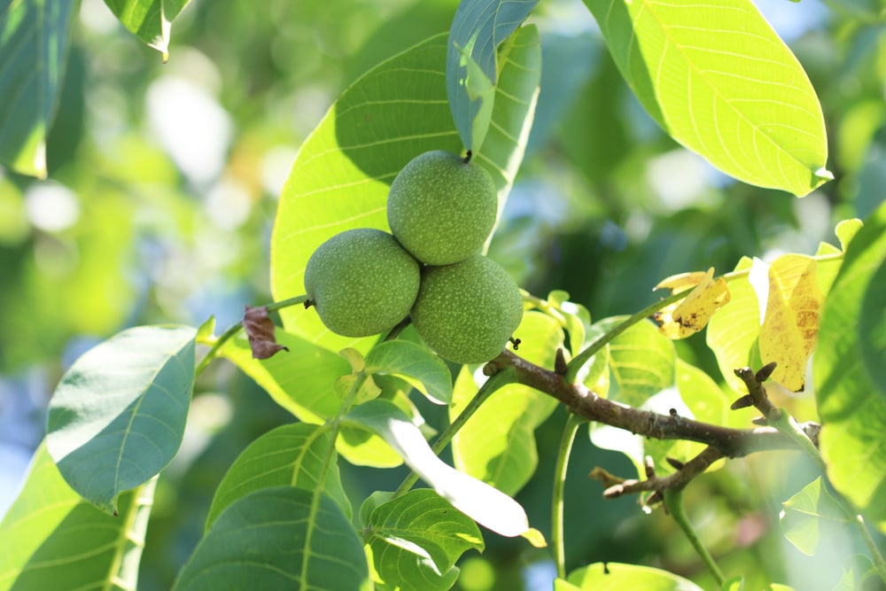 Walnuss - Juglans regia