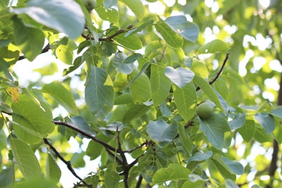 Walnussbaum - Juglans regia