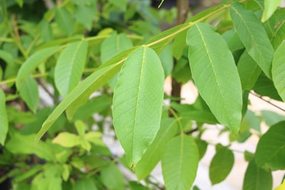 Walnussbaum - Juglans regia