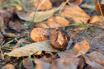 Walnuss - Juglans regia