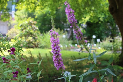 Blutweiderich - Lythrum salicaria