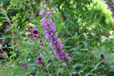 Blutweiderich - Lythrum salicaria