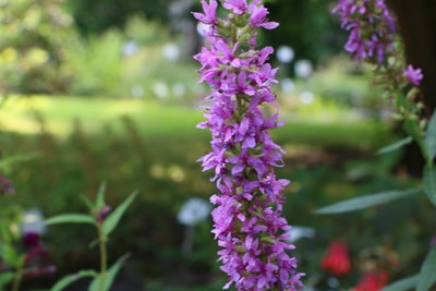 Blutweiderich - Lythrum salicaria