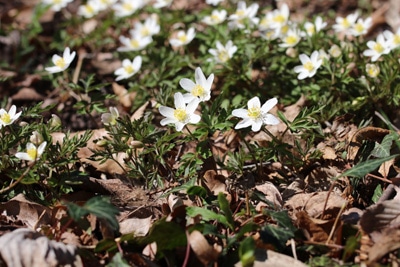 Buschwindröschen - Anemone nemorosa