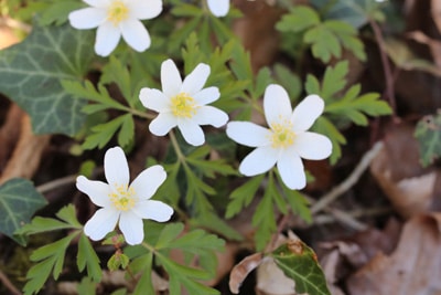 Buschwindröschen - Anemone nemorosa