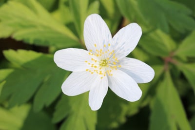 Buschwindröschen - Anemone nemorosa