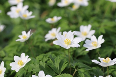 Buschwindröschen - Anemone nemorosa