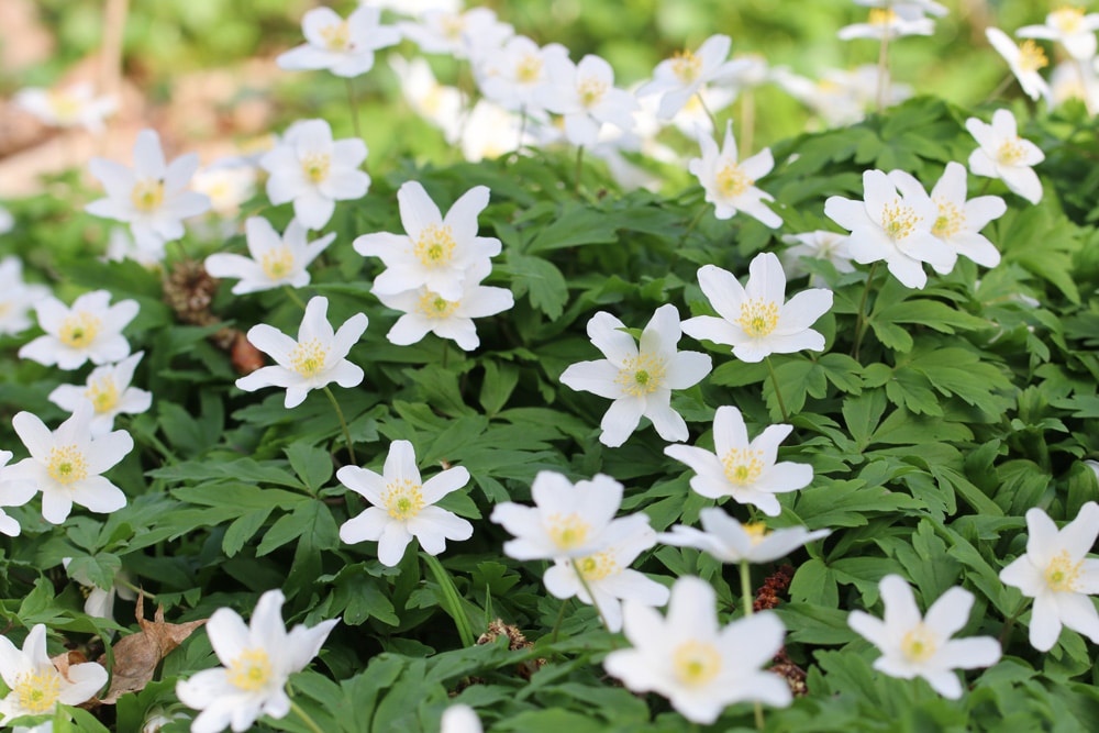 Buschwindroeschen - Anemone nemorosa