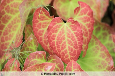 Elfenblume - Epimedium rubrum