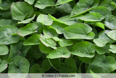 Elfenblume - Epimedium grandiflorum