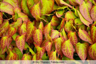 Elfenblume - Epimedium rubrum