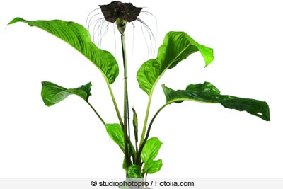 Fledermausblume - Tacca chantrieri