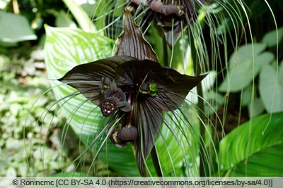 Fledermausblume - Tacca chantrieri 