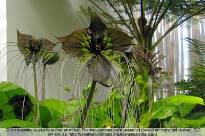 Fledermausblume - Tacca chantrieri 