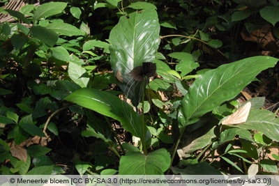 Fledermausblume - Tacca chantrieri 