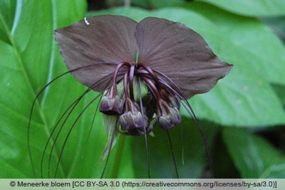 Fledermausblume - Tacca chantrieri 