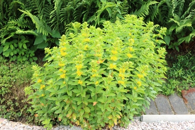 Goldfelberich - Lysimachia punctata