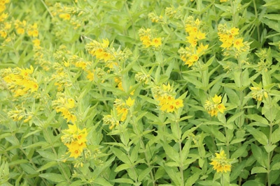 Goldfelberich - Lysimachia punctata