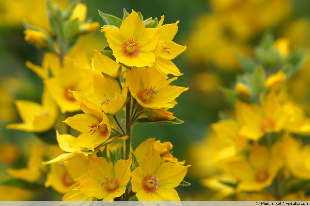 Goldfelberich - Lysimachia punctata