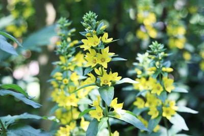 Goldfelberich - Lysimachia punctata