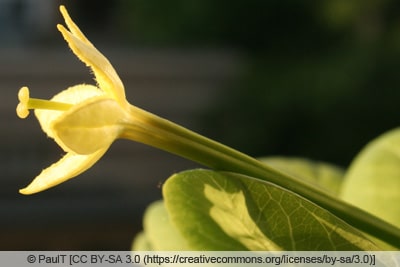 Hawaii-Palme - Brighamia insignis