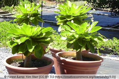 Hawaii-Palme - Brighamia insignis