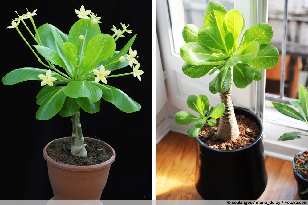 Hawaii-Palme - Brighamia insignis