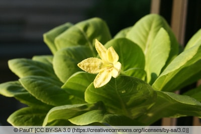 Hawaii-Palme - Brighamia insignis