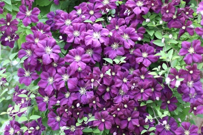 Clematis - Waldrebe