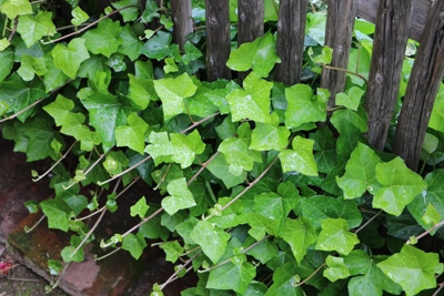 Efeu - Hedera Helix