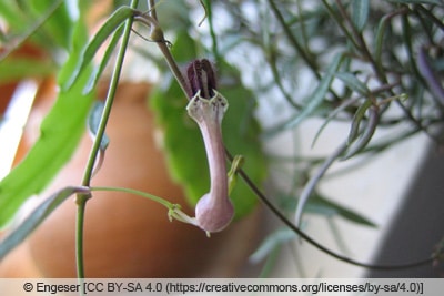 lLeuchterblume - Ceropegia lineraris ssp. woodii