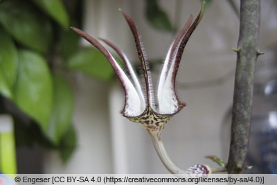 Leuchterblume - Ceropegia stapeliiformis ssp. stapeliiformis 