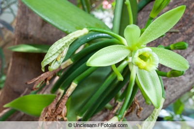 Vanilleorchidee mit braunen Blättern