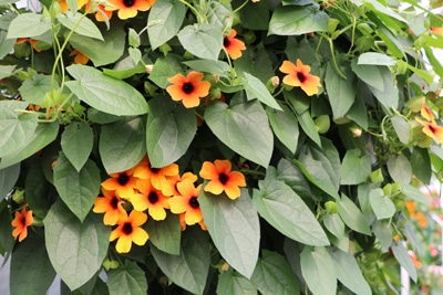 Schwarzäugige Susanne - Thunbergia alata 