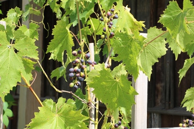 Weinrebe mit Rankhilfe in der Sonne