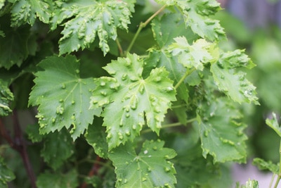 Rebenpockenmilbenbefall an Weinrebe