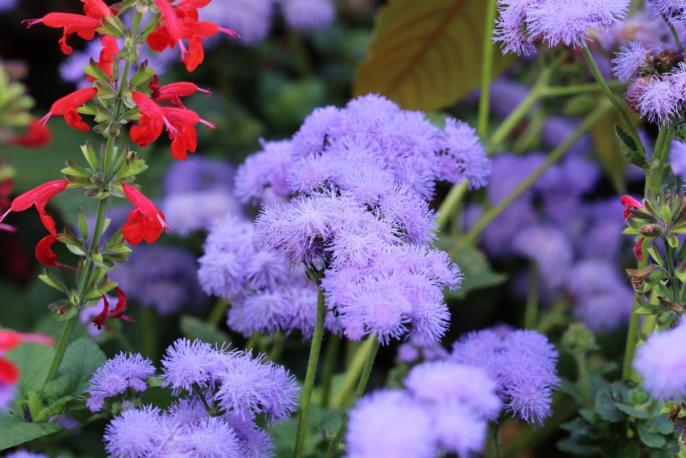 Leberbalsam - Ageratum houstonianum