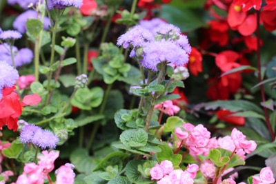 Leberbalsam - Ageratum houstonianum