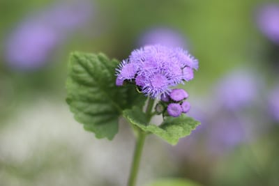 Leberbalsam - Ageratum houstonianum