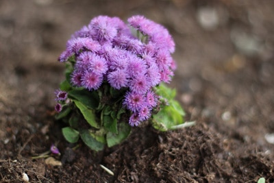 Leberbalsam - Ageratum houstonianum