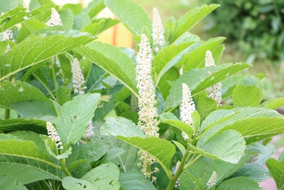 Oktober-Silberkerze - Actaea simplex