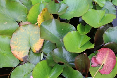 Seerose mit gelben Blättern