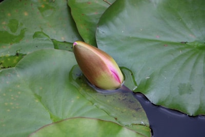 Seerose - Nymphaea