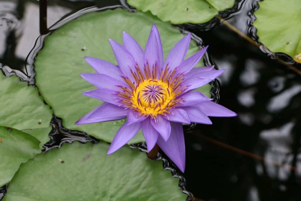 Seerose - Nymphaea